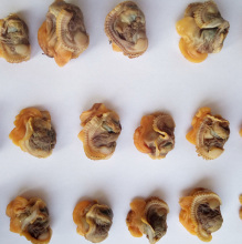 Supply High-Quality Frozen Blood Clams