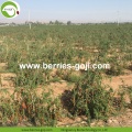 Approvisionnement d&#39;usine fruits sain Ballas De Goji Berry