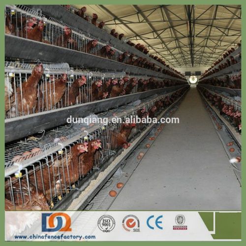 Trade Assurance Thicker Wire Low Carbon Steel Wire Layer Chicken Cages