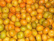 High Quality Of Fresh Mandarin