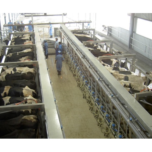 Arfimilk quick release milking parlor