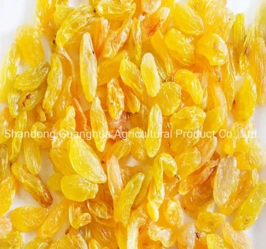 Golden/ Green High Grade Raisins Xinjiang