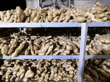 2020 Chinese New Crop Fresh/Dried Ginger