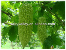 Chinese bitter gourd/bitter gourd melon/bitter melon gourd/growing bitter gourd seeds