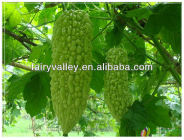 Chinese bitter gourd/bitter gourd melon/bitter melon gourd/growing bitter gourd seeds