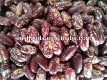 Purple speckled round beans 2013crops