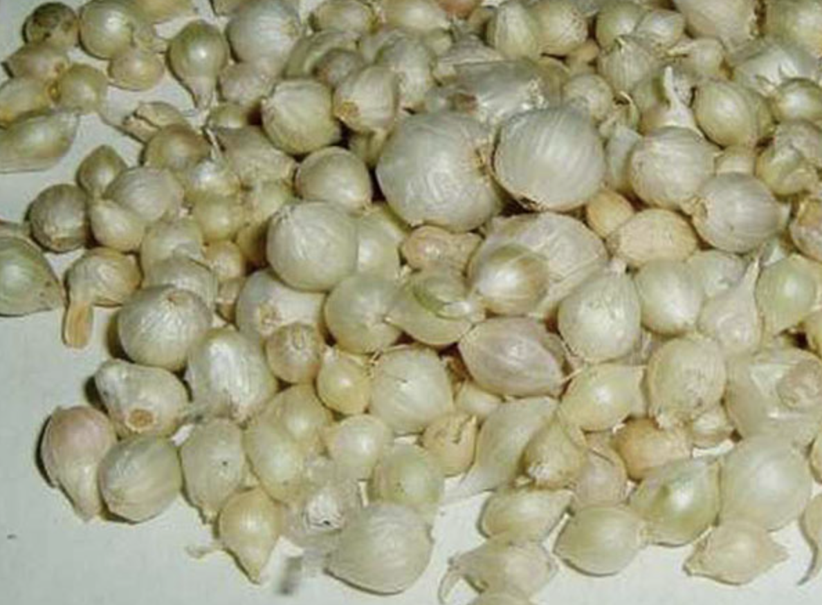 Экстракт лука макростемона Allium Macrostemon Extract