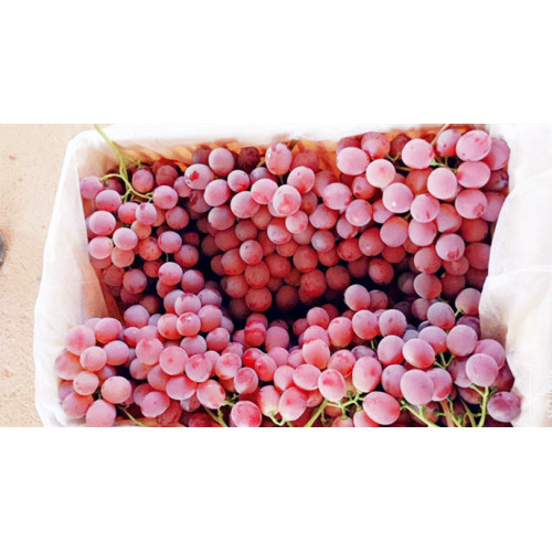 Fresh Good Qulality Red Grape