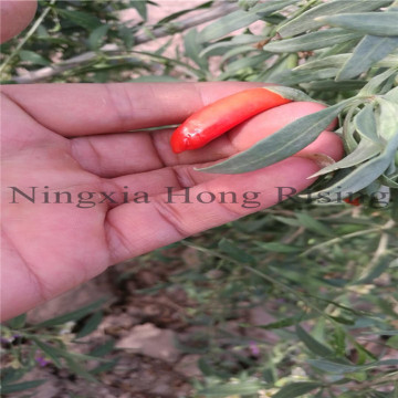 Ningxia Certified High Quality Organic Goji berry