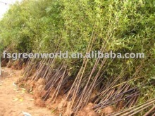 Phyllostachys nigra cold hardy bamboo