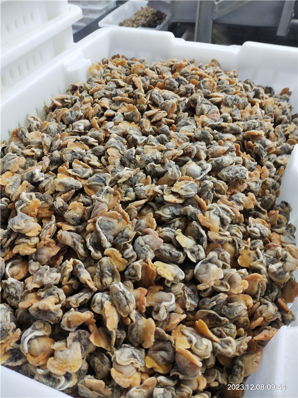 Nowy sezon i pakowanie luzu zamrożone zamrożone gotowane małż