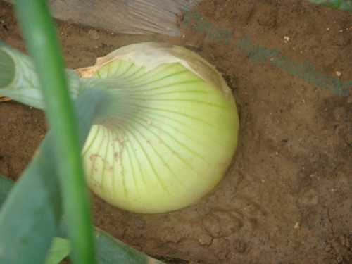 All Sizes Fresh Onions for Export