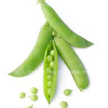 canned green peas with HACCP certified products