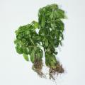 Натуральный экстракт Huperzia serrata huperzine a 1%
