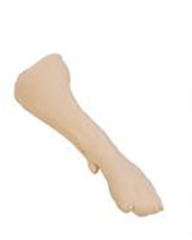 Training Model for Dog