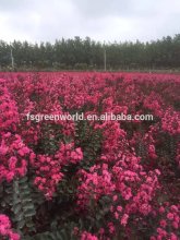 lagerstroemia indica red leaf rose color flower