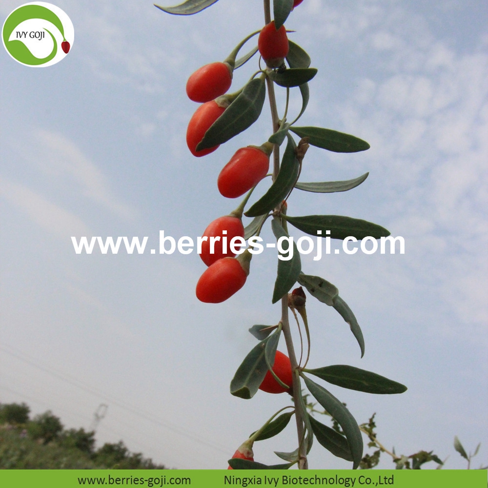 organic goji berry