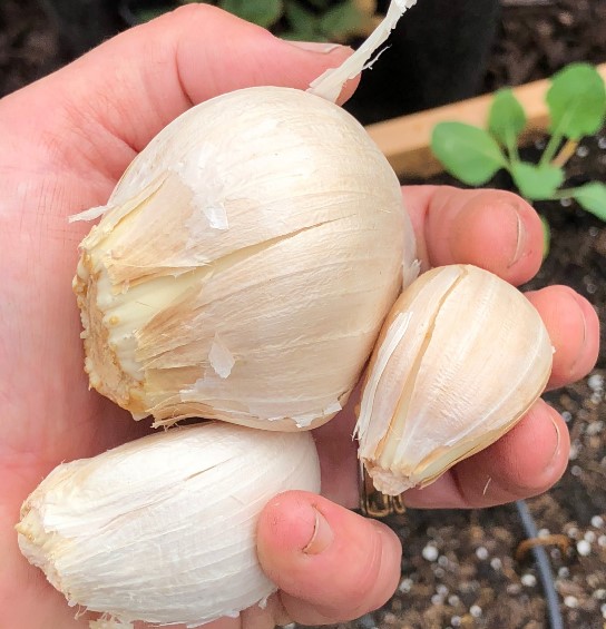 Wholesale New Red Garlic Seeds For Sale Application