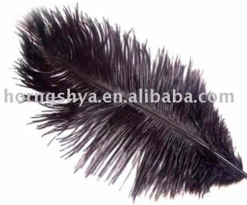 single ostrich feather