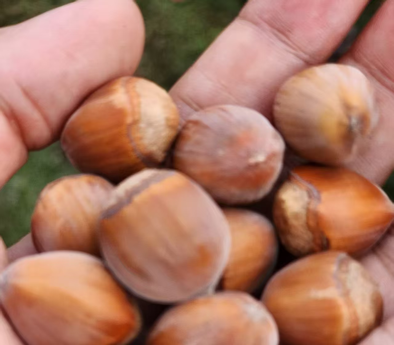 Νόστιμα άγρια φυσική γεύση φουντούκια Delicious Wild Natural Flavor Hazelnuts