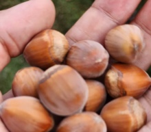 Wild Natural Flavor Hazelnuts
