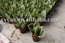 Sell Sansevieria superba