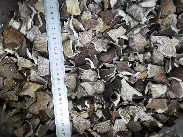 China Dried Oyster Mushroom, Oyster Mushrooms