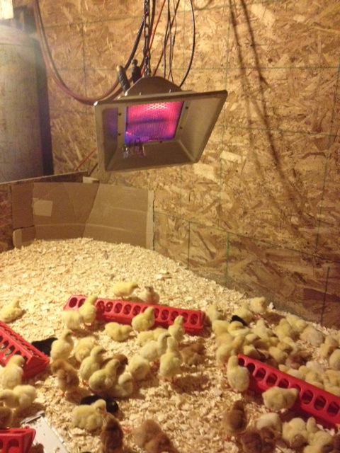 poultry wall mounted NG LPG infrared gas lamps heater