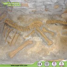 Excavation Dinosaur Skeleton Fossil Replicas