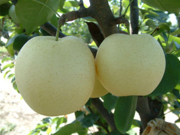 Complete unit of Apple Pear making machinery