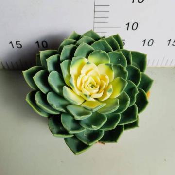 : Echeveria `Julius` met snelle levering