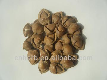 Dried Sweet apricot,Apricot kernels,Apricot kernel,Apricot,Apricot seeds,Apricot armenia,Prunus armeniaca,Tian xing ren