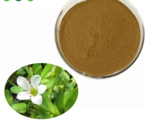 5% Bacosides Bacopa Monnieri Powder Extract