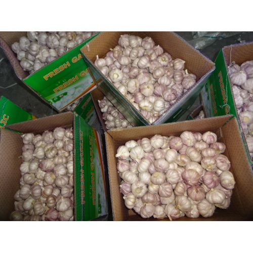 Hot Sale Normal White Garlic Fresh 2019