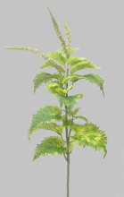 Coleus Spray (Green)