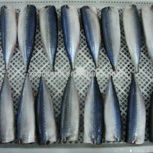 Frozen Gutted Tailed Pacific Mackerel HGT For Canned