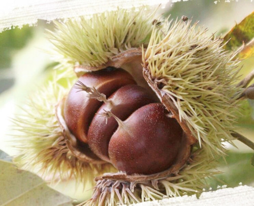 chestnut manis dengan shell untuk dijual