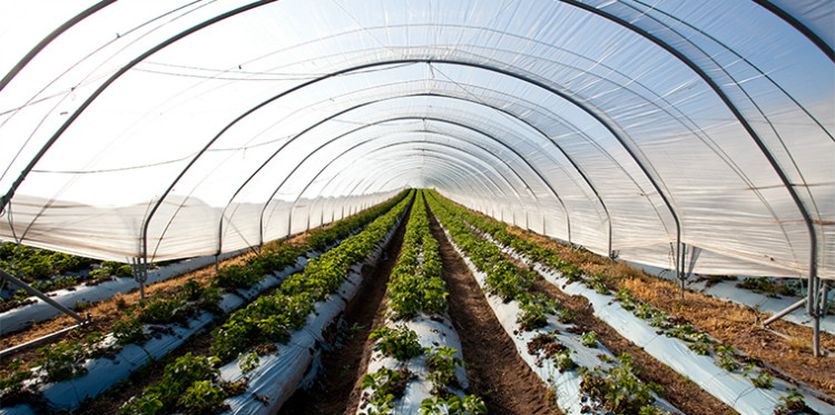 tunnel greenhouse 2