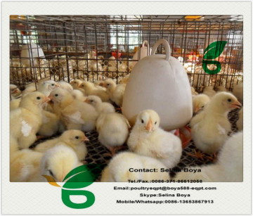 H type Capacity 120 broiler chickens broiler battery cage for growing broiler cage system