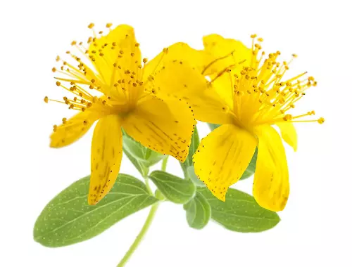 Hypericum Perforatum P.E Hypericum Perforatum P.E