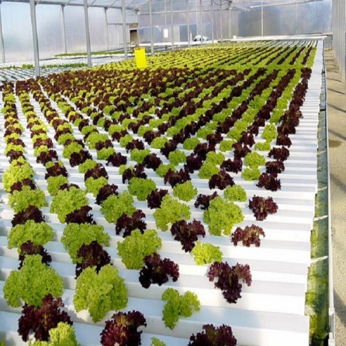 Agricultural Flat Idroponic Commercial Hydroponics