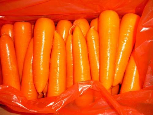 XIAMEN 316 BEST CARROT