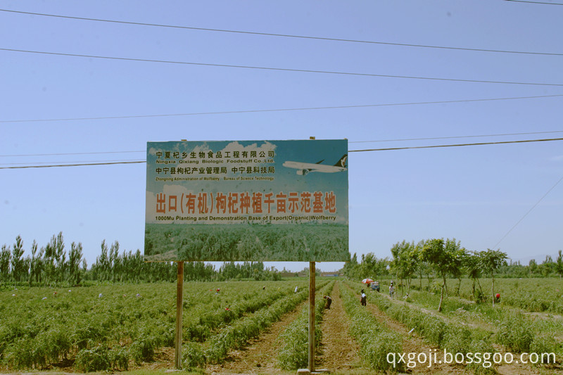 organic goji berry 