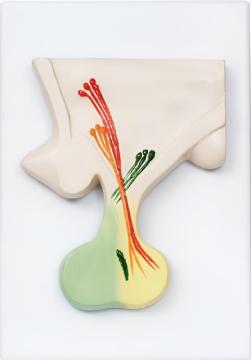 Pituitary model