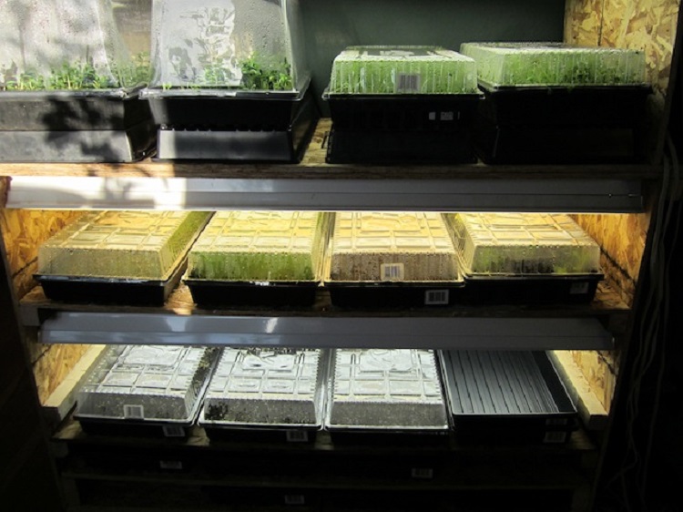 sk-microgreens?