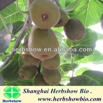 Newly Top Quality chinese goosebeery seeds/Kiwifruit seeds