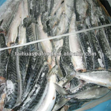 best frozen whole mackerel fish