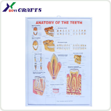 Anatomy Poster