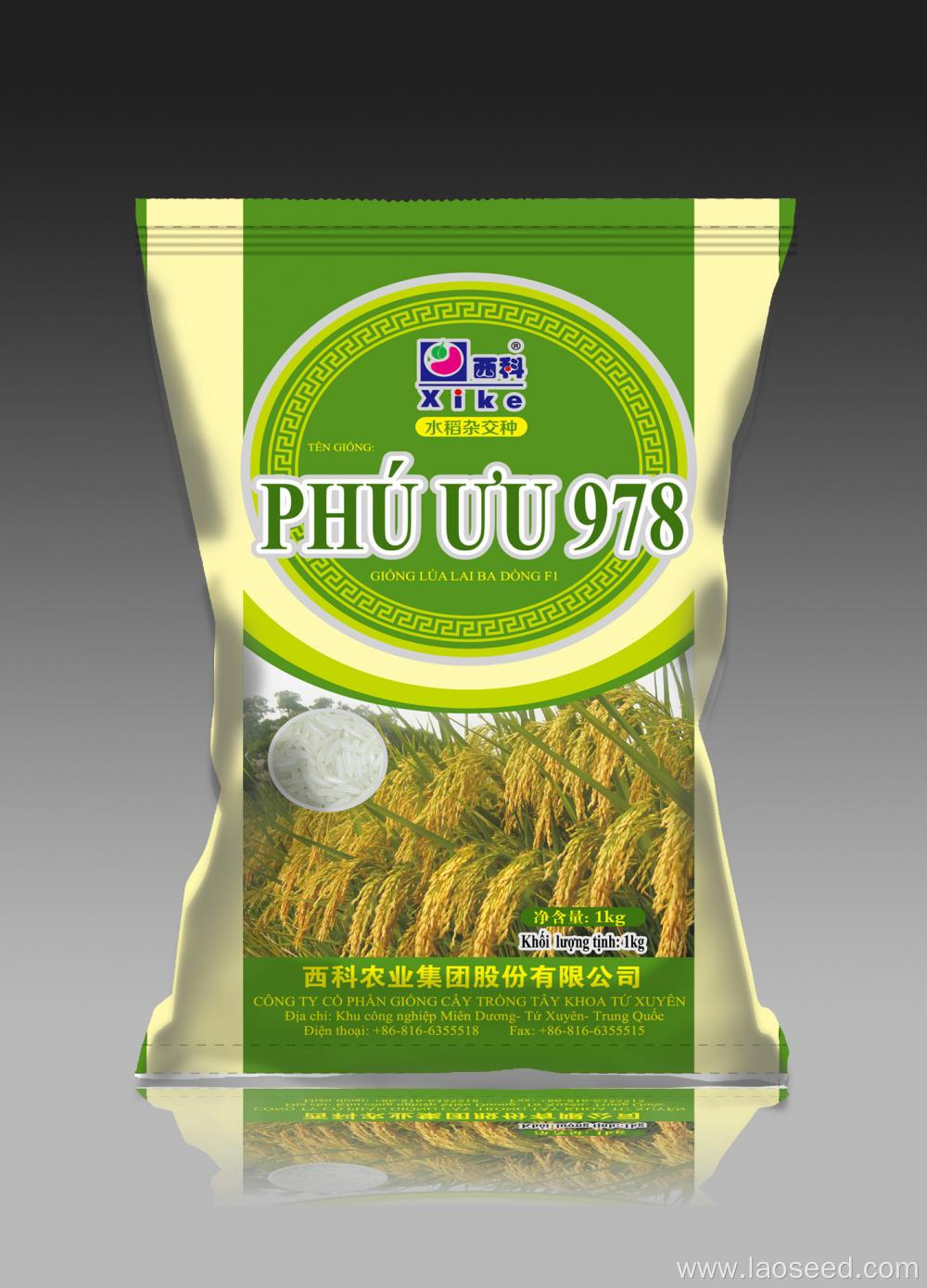 Vietnam 978 hybrid palay seeds