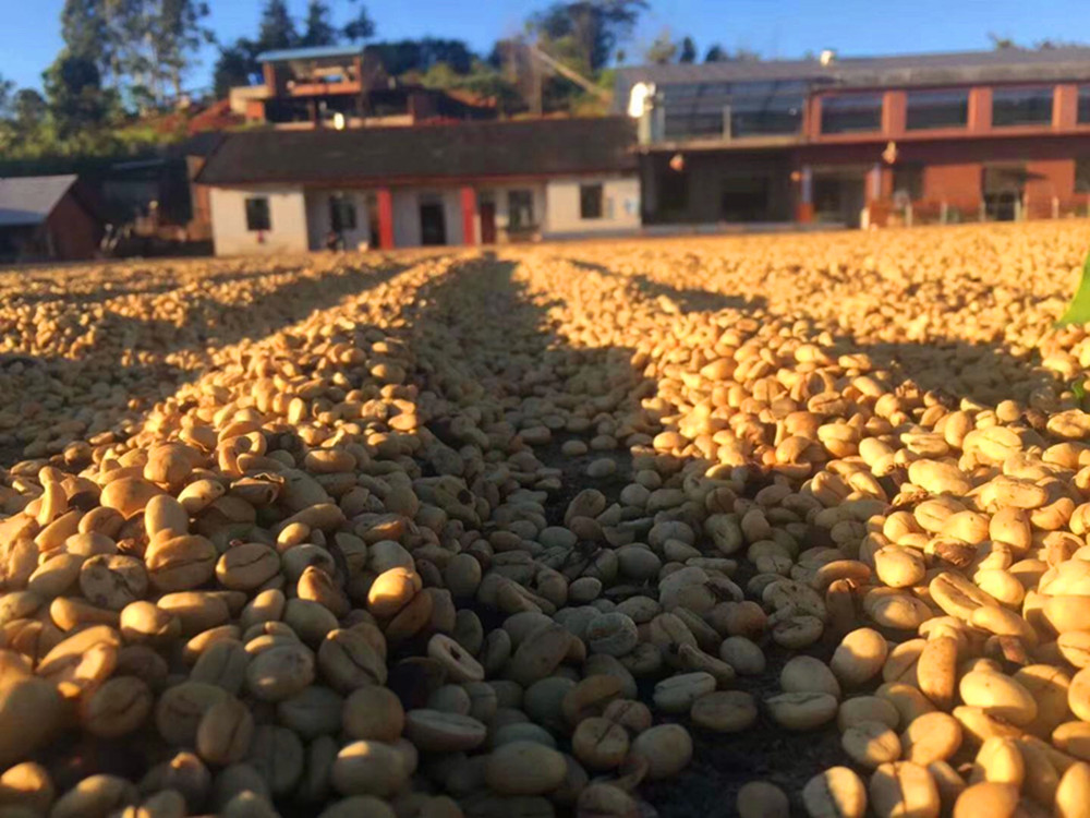 Arabica grüne Kaffeebohne